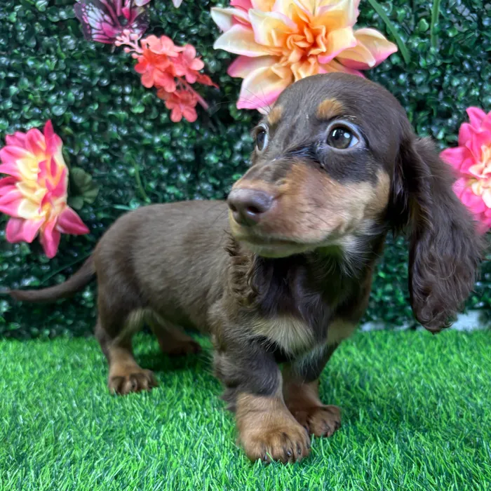 Female Dachshund puppy named Latte for sale at Puppy Dreams - Wichita West.