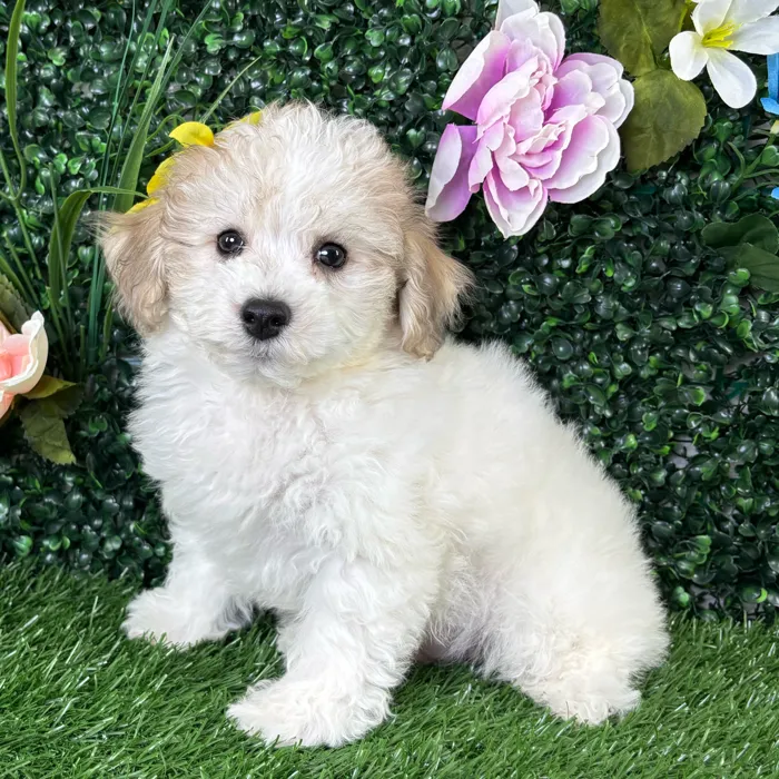 Male Bichon-Poodle puppy named Gouda for sale at Puppy Dreams - Wichita West.