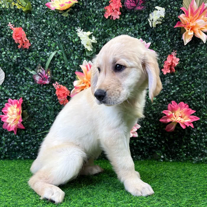 Female Golden Retriever puppy named Misty for sale at Puppy Dreams - Wichita West.