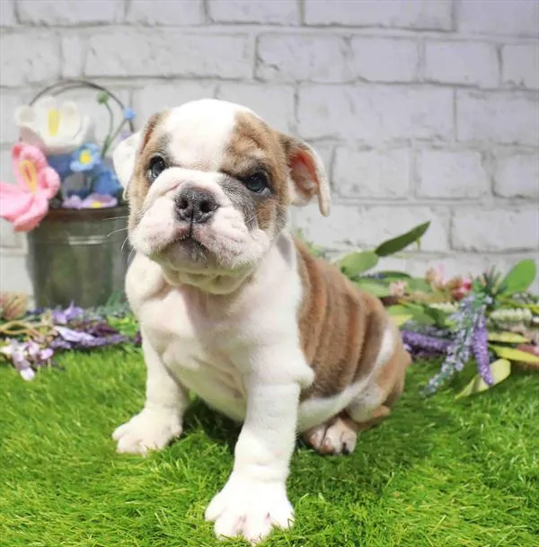 Male English Bulldog puppy for sale at Puppy Dreams - Wichita West.