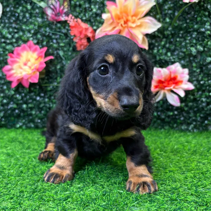Female Dachshund puppy named Tini for sale at Puppy Dreams - Wichita West.