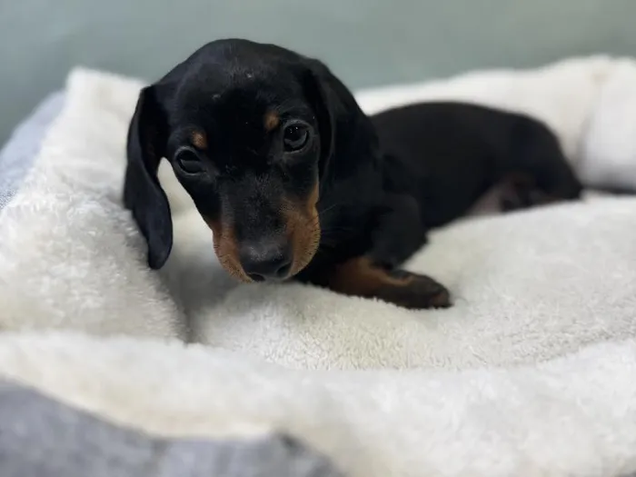 Male Dachshund Puppy for Sale in Wichita, KS