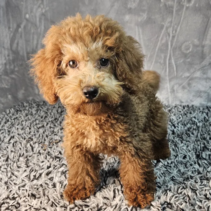 Male Poodle puppy named Winston for sale at Puppy Dreams - Junction City.