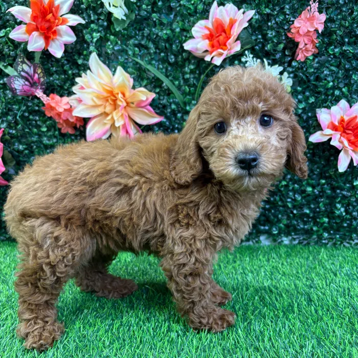 Female Goldendoodle puppy named Reba for sale at Puppy Dreams - Wichita West.