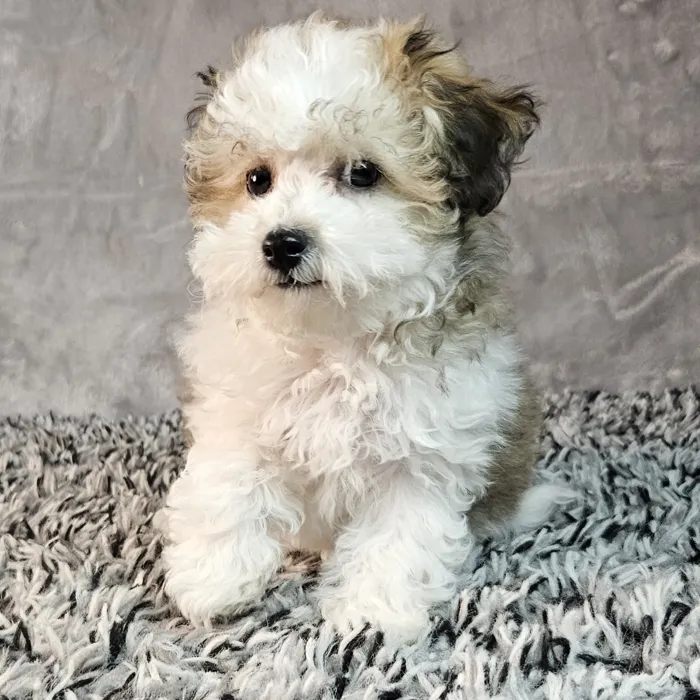 Female Bichon-Poodle puppy named Ella for sale at Puppy Dreams - Junction City.