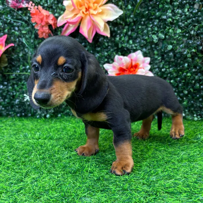 Female Dachshund puppy named Morgan for sale at Puppy Dreams - Wichita West.