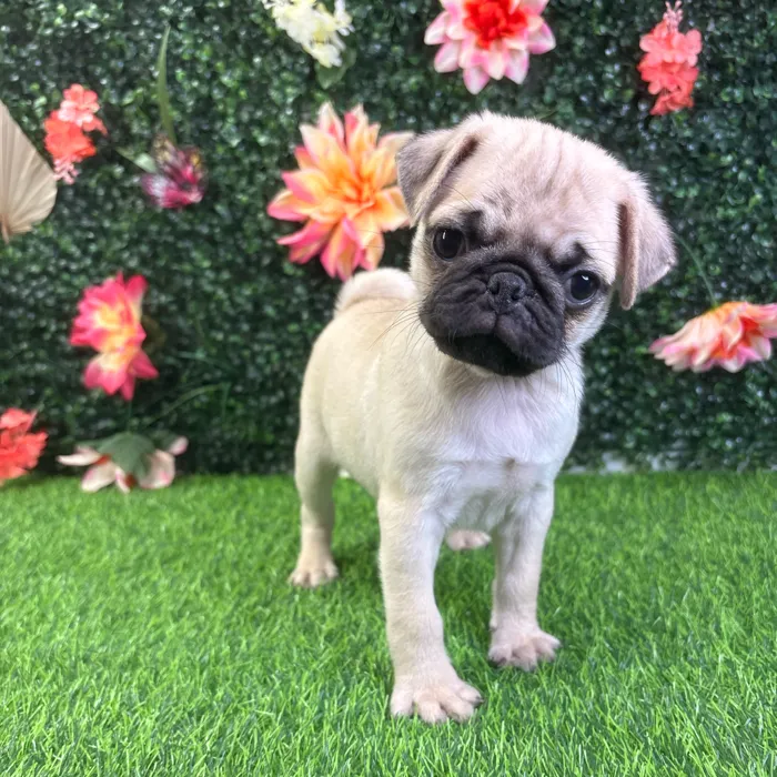 Male Pug puppy named Taz for sale at Puppy Dreams - Wichita West.