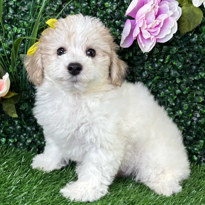 Male Bichon-Poodle puppy named Gouda for sale at Puppy Dreams - Wichita West.