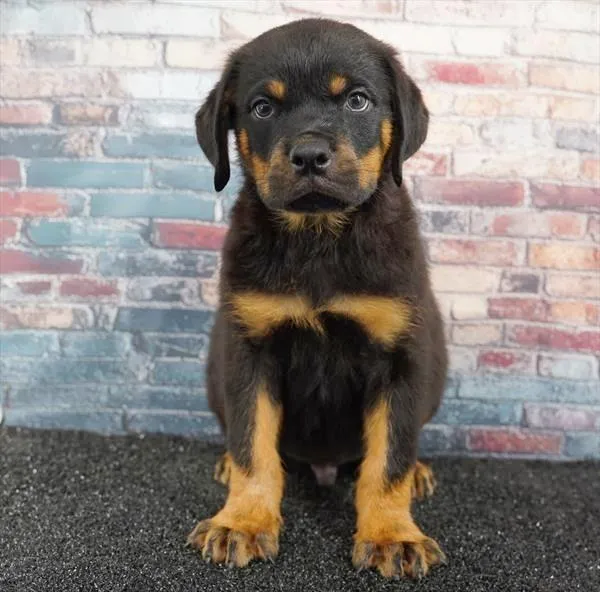 Male Rottweiler puppy for sale at Puppy Dreams - Wichita West.
