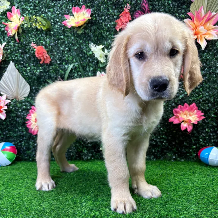 Female Golden Retriever puppy named Celeste for sale at Puppy Dreams - Wichita West.