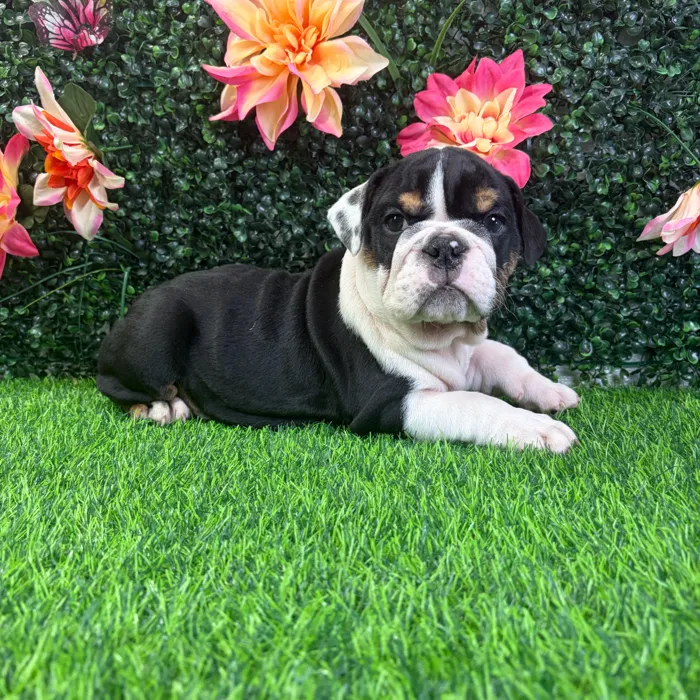 Male English Bulldog puppy named Tank for sale at Puppy Dreams - Wichita West.