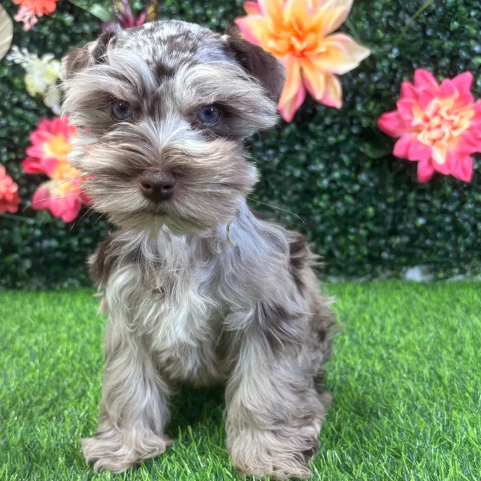Male Mini Schnauzer puppy named Angus for sale at Puppy Dreams - Wichita West.