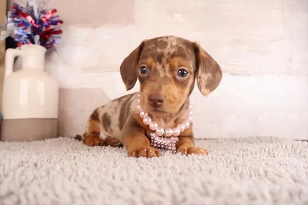 Female Dachshund puppy for sale at Puppy Dreams - Wichita West.