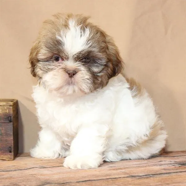 Female Shih Tzu puppy for sale at Puppy Dreams - Wichita West.