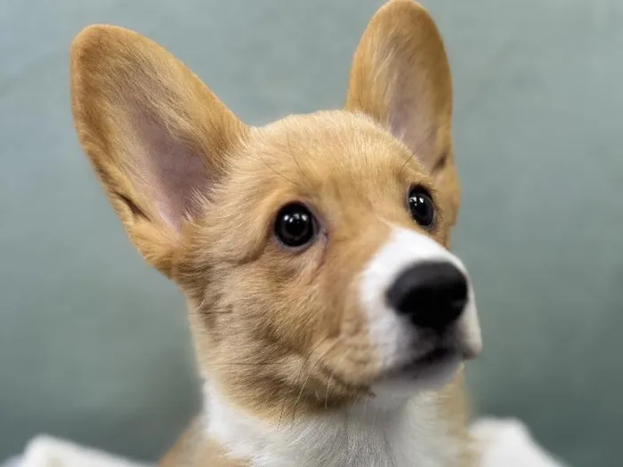 Male Pembroke Welsh Corgi Puppy for Sale in Wichita, KS