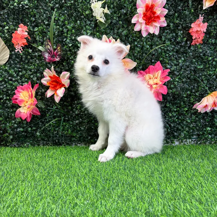 Female American Eskimo puppy named Blanca for sale at Puppy Dreams - Wichita West.