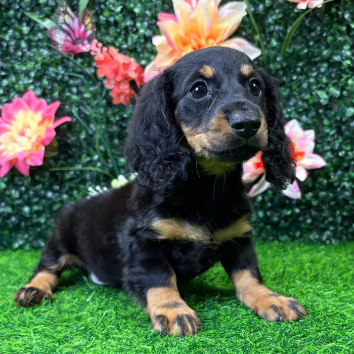 Female Dachshund puppy named Tini for sale at Puppy Dreams - Wichita West.