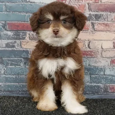 Female Pom-A-Poo puppy named Almond for sale at Puppy Dreams - Wichita West.