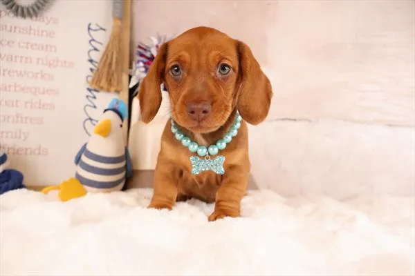 Female Dachshund puppy for sale at Puppy Dreams - Wichita West.
