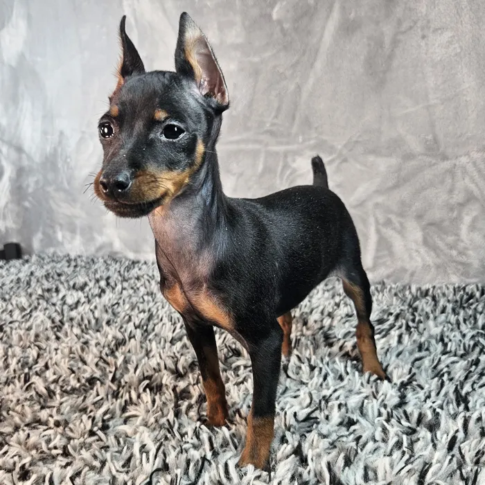 Male Mini Pinscher puppy named Rocco for sale at Puppy Dreams - Junction City.