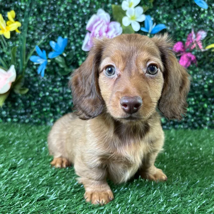 Female Dachshund puppy named Bologna for sale at Puppy Dreams - Wichita West.