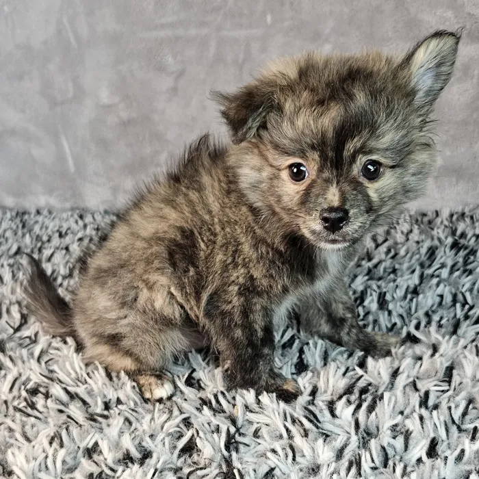 Male Pomchi puppy named Bentley for sale at Puppy Dreams - Junction City.