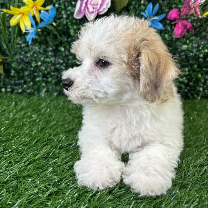 Male Bichon-Poodle puppy named Gouda for sale at Puppy Dreams - Wichita West.