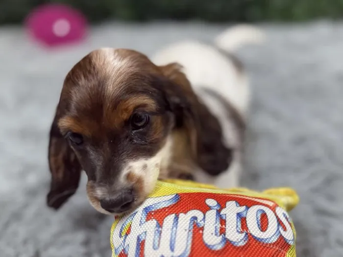 Female Dachshund Puppy for Sale in Wichita, KS
