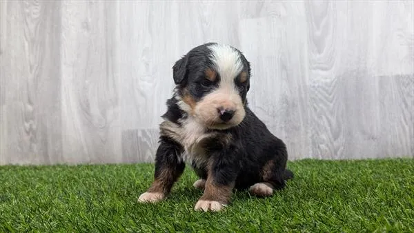 Male Bernese Mountain Dog puppy for sale at Puppy Dreams - Wichita West.