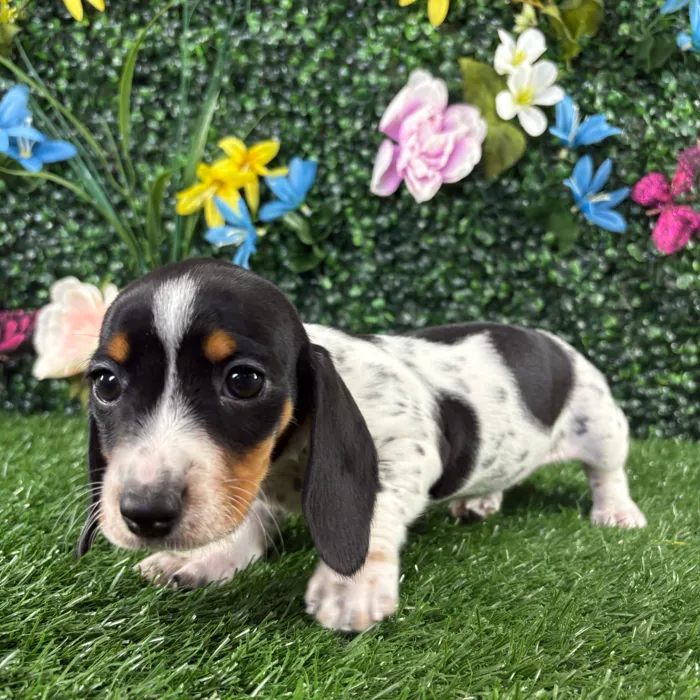Female Dachshund puppy named Bella for sale at Puppy Dreams - Junction City.