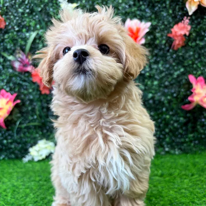 Female Maltipoo puppy named Goldie for sale at Puppy Dreams - Wichita West.