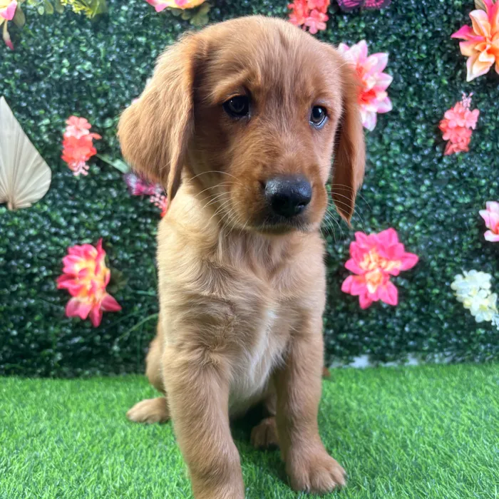 Female Golden Retriever puppy named Daisy for sale at Puppy Dreams - Wichita West.
