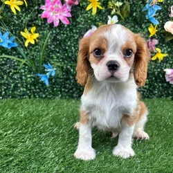 Male Cavalier King Charles Spaniel puppy named Croissant for sale at Puppy Dreams - Wichita West.