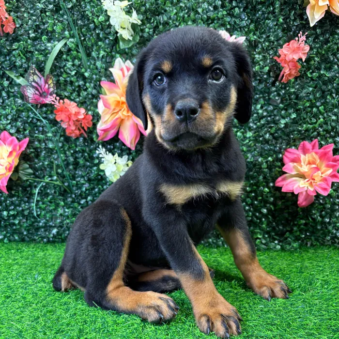 Female Rottweiler puppy named Harley for sale at Puppy Dreams - Wichita West.