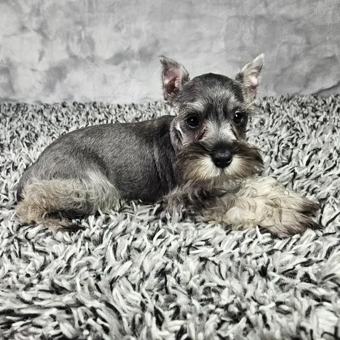 Female Mini Schnauzer puppy named Carly for sale at Puppy Dreams - Junction City.