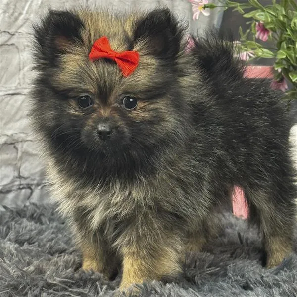 Female Pomeranian puppy for sale at Puppy Dreams - Wichita West.