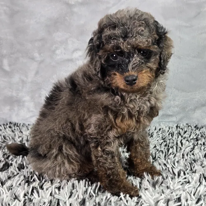 Male Micro Mini Bernedoodle puppy named Blue for sale at Puppy Dreams - Junction City.