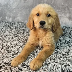 Male Golden Retriever puppy named Tucker for sale at Puppy Dreams - Junction City.