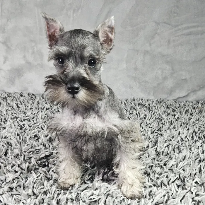 Female Mini Schnauzer puppy named Carly for sale at Puppy Dreams - Junction City.