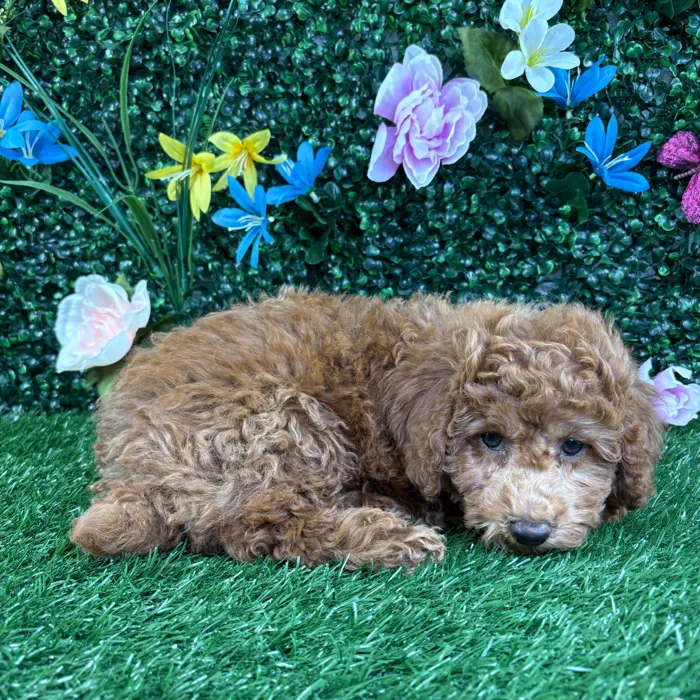 Male Poodle puppy named Winston for sale at Puppy Dreams - Wichita West.
