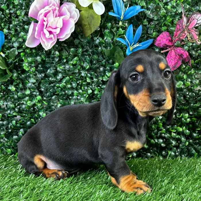 Male Dachshund puppy named Quesadilla for sale at Puppy Dreams - Wichita West.