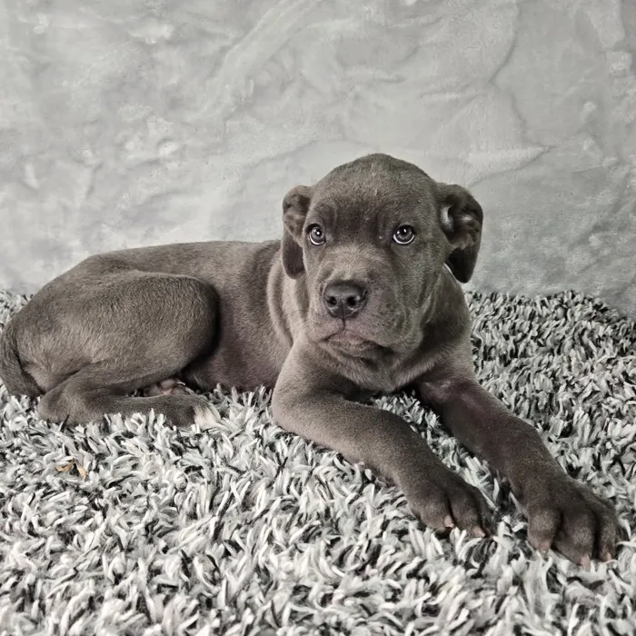 Female Cane Corso puppy named Olive for sale at Puppy Dreams - Junction City.