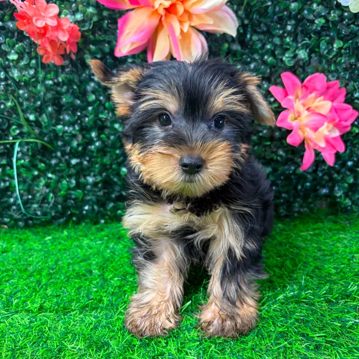 Male Yorkie puppy named Runtz for sale at Puppy Dreams - Wichita West.