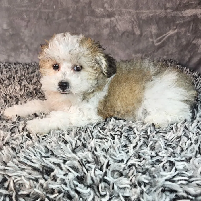 Female Bichon-Poodle puppy named Ella for sale at Puppy Dreams - Junction City.