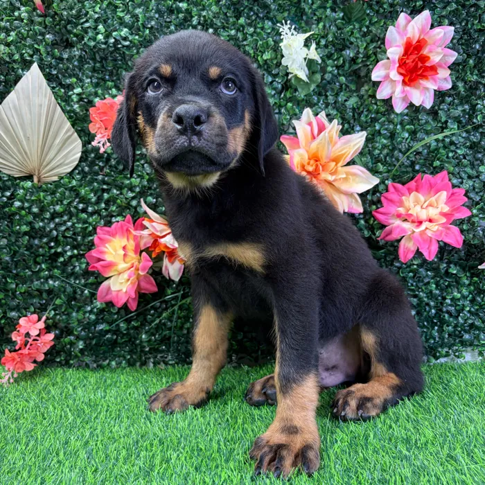 Male Rottweiler puppy named Felix for sale at Puppy Dreams - Wichita West.