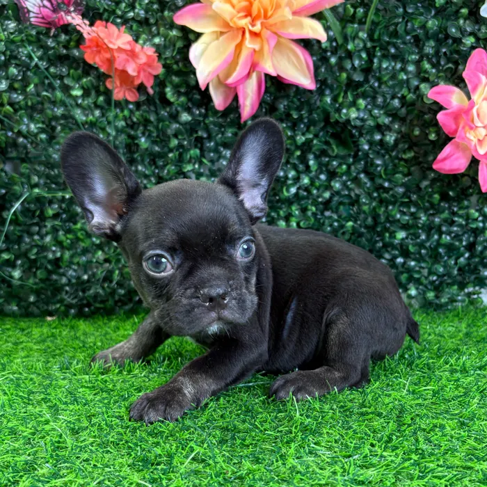 Male French Bulldog puppy named Hugo for sale at Puppy Dreams - Wichita West.
