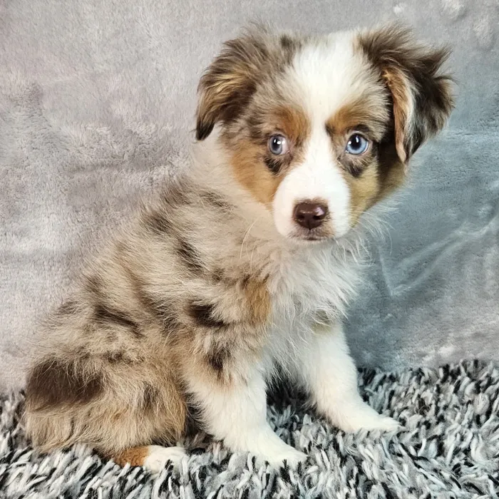 Male Mini Aussie puppy named Benji for sale at Puppy Dreams - Junction City.