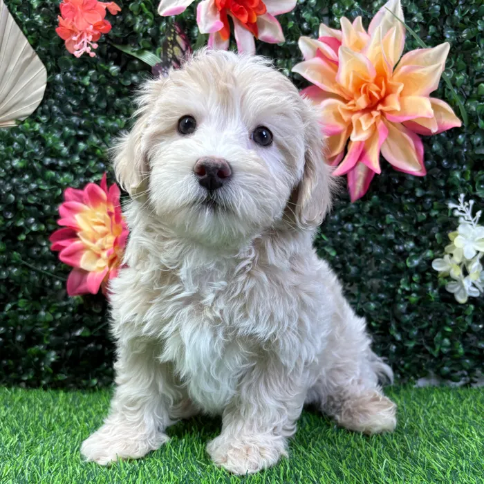 Female Maltipoo puppy named Iris for sale at Puppy Dreams - Wichita West.