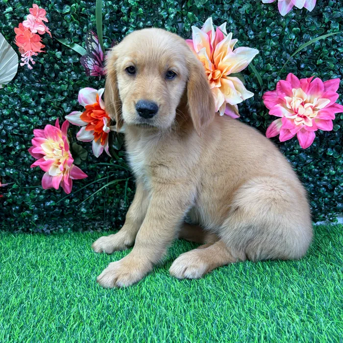 Female Golden Retriever puppy named Gracie for sale at Puppy Dreams - Wichita West.