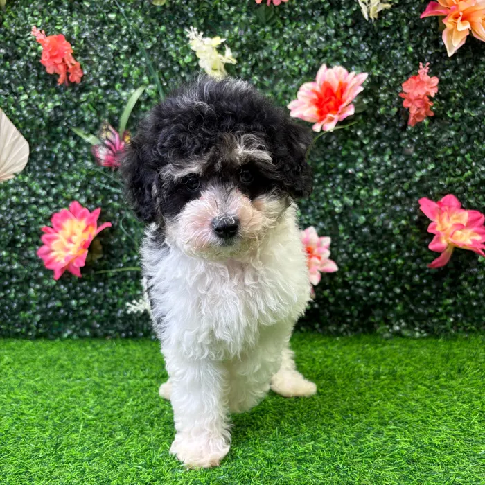 Male Maltipoo puppy named Oreo for sale at Puppy Dreams - Wichita West.